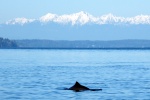 Porpoise and the Olympic Mountains