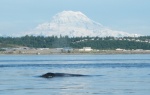 Humpback whale and Mt Rainier
June 21, 2011