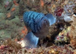 Blue Rockfish, Sebastes mystinus