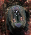 California moray, Gymnothorax mordax