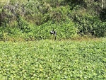 About the center of the photo is a black bird with his wings spread out. This is an Anhinga. They open their wings like this to dry.