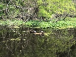 Turtles on the Hontoon Dead River.