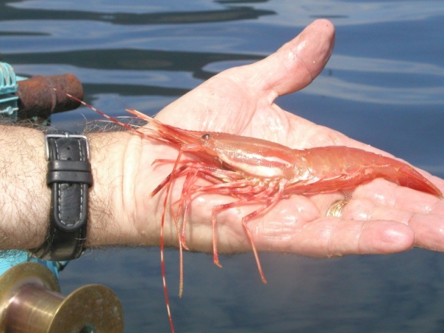 H.Canal,spot tailed shrimp