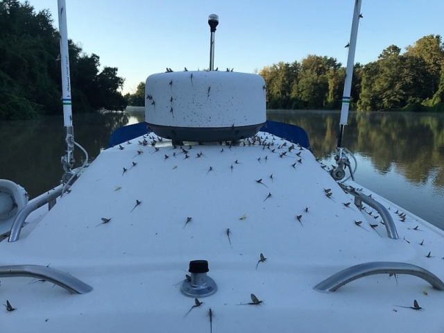 Yuck. Mayflies attack Midnight Flyer in Dark Chute along the Illinois River just north of Hardin.