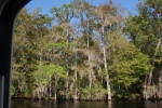 Banks are lined with all sorts of trees and spanish moss. Lots of Water Mocassins, Alligators, Turtles and huge alligator gar which feed at night