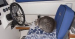 Molly the catboat cat, asleep at the wheel