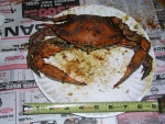 (Bluecrab) A nice, fat one!