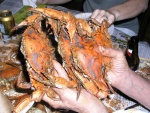 (Bluecrab) Handful of steamed blue crabs