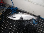 The first salmon on board.  Because of space limitations, I limit myself to one lure.  A Buzz Bomb.