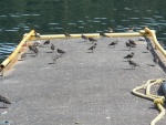 There always seemed to be a flock of shorebirds on the dock.