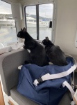 boat cats