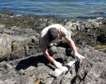 A ranger rescuing a baby seal