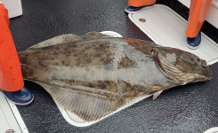 Halibut.png