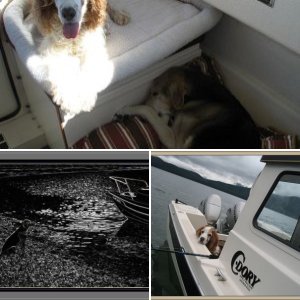 "Quinn," our 13yr Welsh Springer Spaniel, knows what fishing is all about.