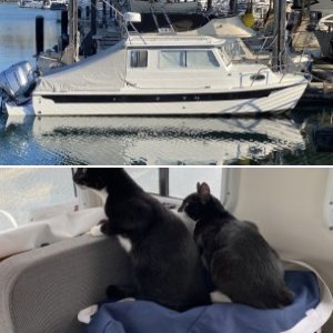 boat cats