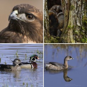Redtail