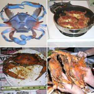 (Bluecrab) Handful of steamed blue crabs