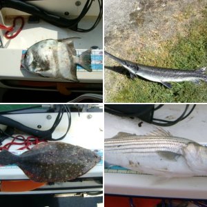 Striper1 - Caught just off concrete boats, Kiptopeke State Park.  First striper I have ever landed.  Got one to boat about 5 min before, but my knot gave way.