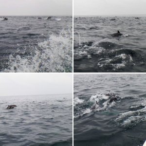 Dolphin Attack
