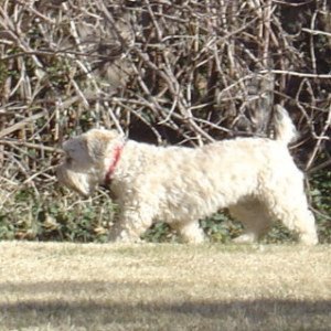 Lindy, pacing the yard, waiting for spring and boating weather