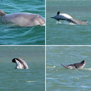 dolphins alongside the boat