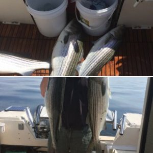 Trophy fluke off Greenwich ct