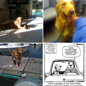 The Retrievers
waiting to jump aboard