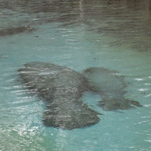 A pair of manatees at Fanning Springs