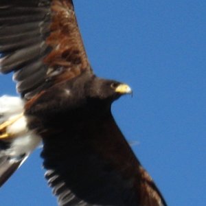 Desert Harris  Hawk at museum   4 of these guys fly at once in the show, right over your head