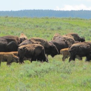 The quintessential symbol of Yellowstone Park