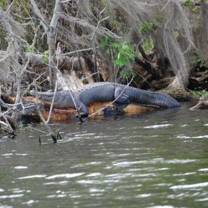 Alligator