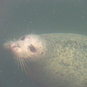 Port Sidney Marina Seal
