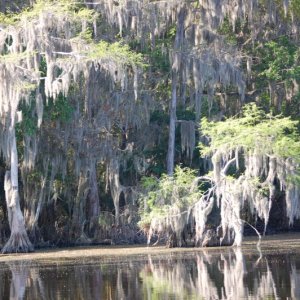 Media 'Spanish Moss and Cypress trees' in album 'Alligator'