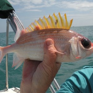 Squirrelfish.