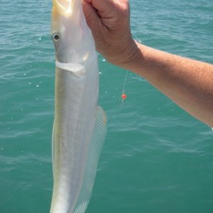 Eel.