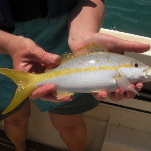 Yellowtail.