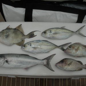 Patch reef catch. Two meals for the grill.