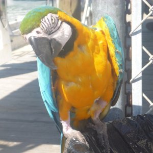 Parrot at fishing charter office