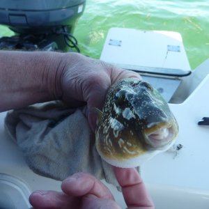 Some sort of puffer type fish cute