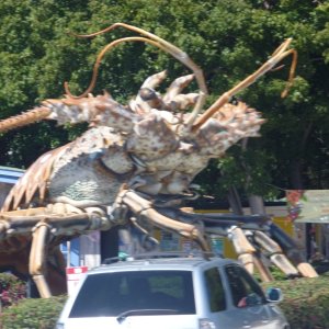 Lobsters get big around here