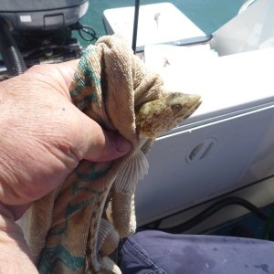 weird looking fish