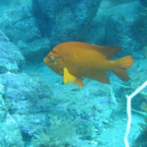 Media 'Garibaldi' in album 'Isthmus Cove'