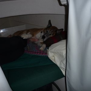 Media 'Max says, I\'m just a lap dog' in album 'Upper Priest Lake, North Idaho'