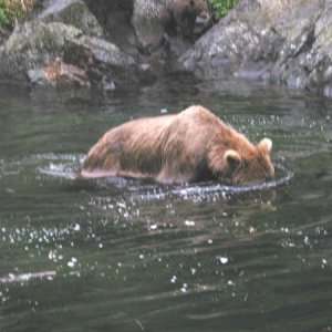 Alaska Brown Bear