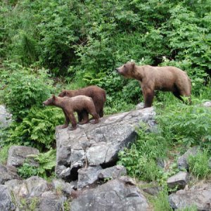 Alaska Brown Bear & cubs
