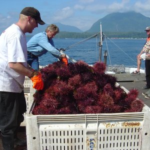 (Bess-C) Sea Urchins - Tofino
