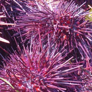 (Bess-C) Sea Urchins - Tofino