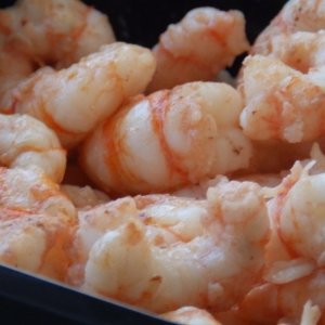 BC Prawns