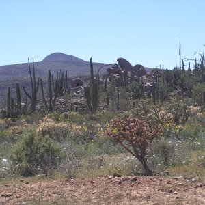 Cacti and large rocks from volcanic eruption