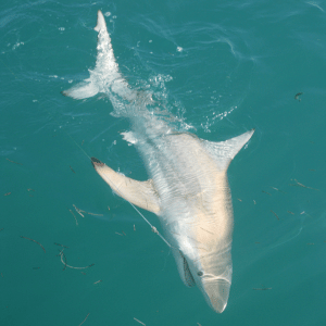 Black tip shark, approx 5ft, 100lbs brought to the side of the boat and released.  Took about 30 min to land. Five times around the boat. Big Pine Key, Feb 2011.